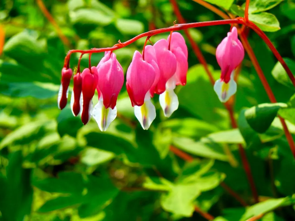 Bleeding Heart or Lamprocapnos spectabilis