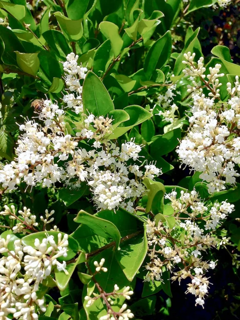 Ligustrum japonicum Texanum Privet-1 - Online Flower Garden Ligustrum japonicum ‘Texanum’ or Privet