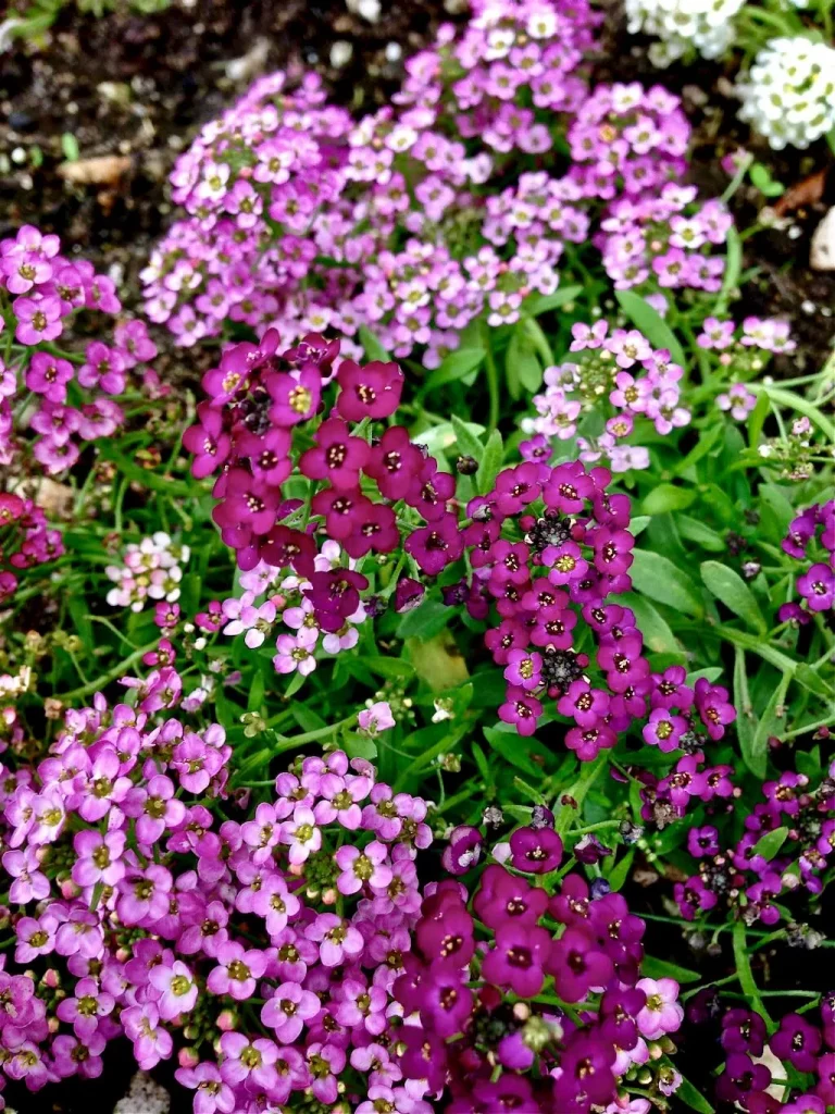 Lobularia maritima'Easter Bonnet Deep Pink'