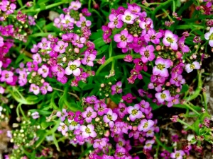 Lobularia maritima 'Easter Bonnet Deep Pink'
