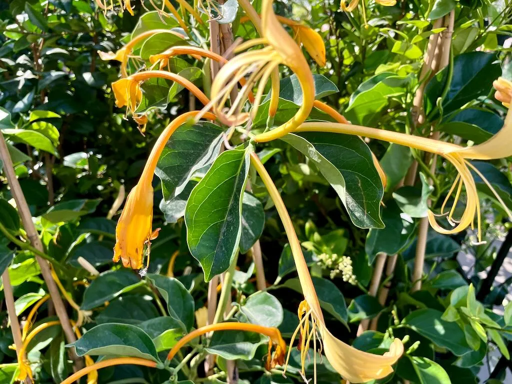 Lonicera hildebrandiana-1 - Online Flower Garden Lonicera hildebrandiana