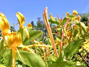 Lonicera hildebrandiana