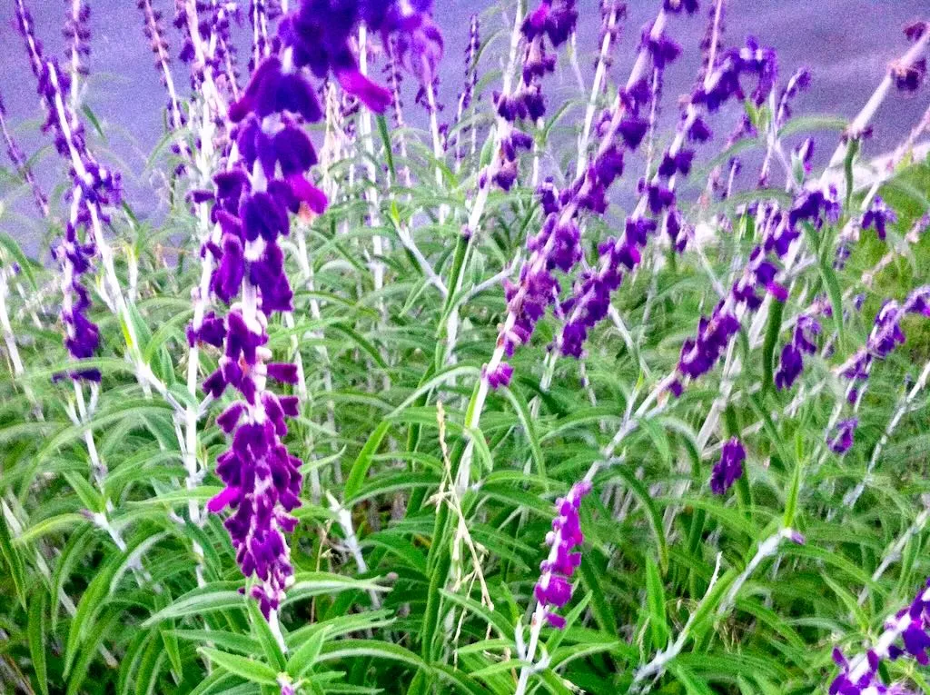 Mexican Sage - Salvia leucantha - Online Flower Garden Mexican Sage - Salvia leucantha