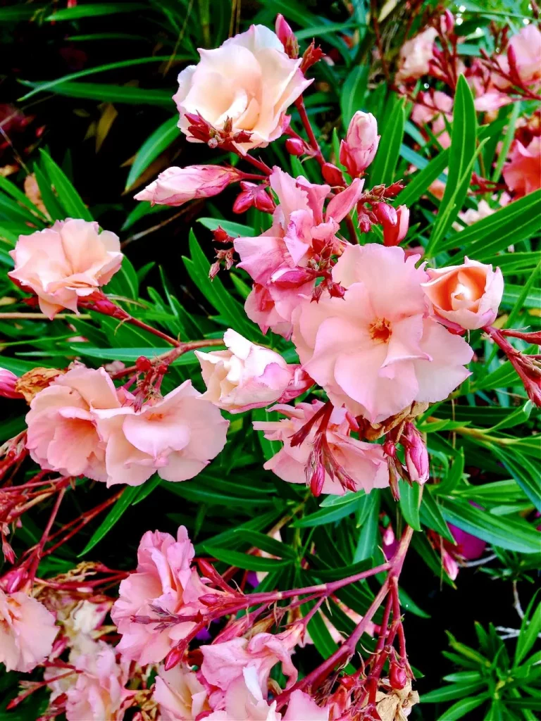 Nerium oleander