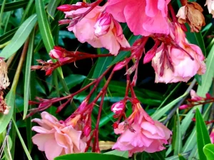 Nerium oleander