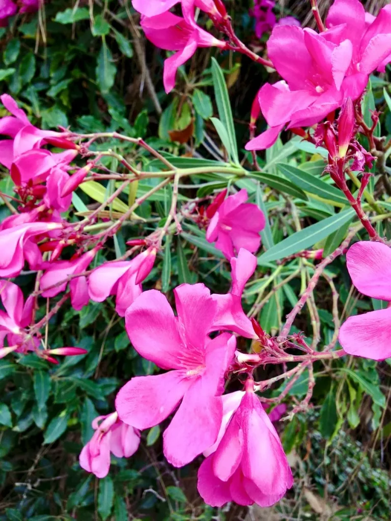 Nerium oleander