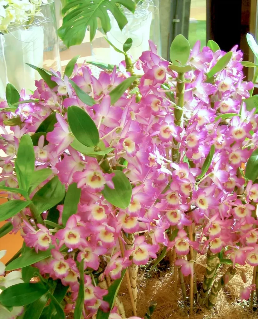Orchids at Keukenhof-1 - Online Flower Garden Dendrobium Orchid The 2006 Orchid Show at Keukenhof