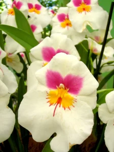 Miltoniopsis The 2006 Orchid Show at Keukenhof