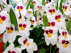 Miltoniopsis orchid The 2006 Orchid Show at Keukenhof