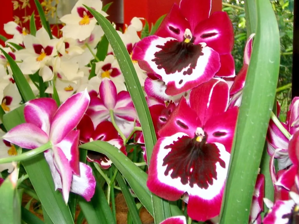 Orchids at Keukenhof-8 - Online Flower Garden The 2006 Orchid Show at Keukenhof