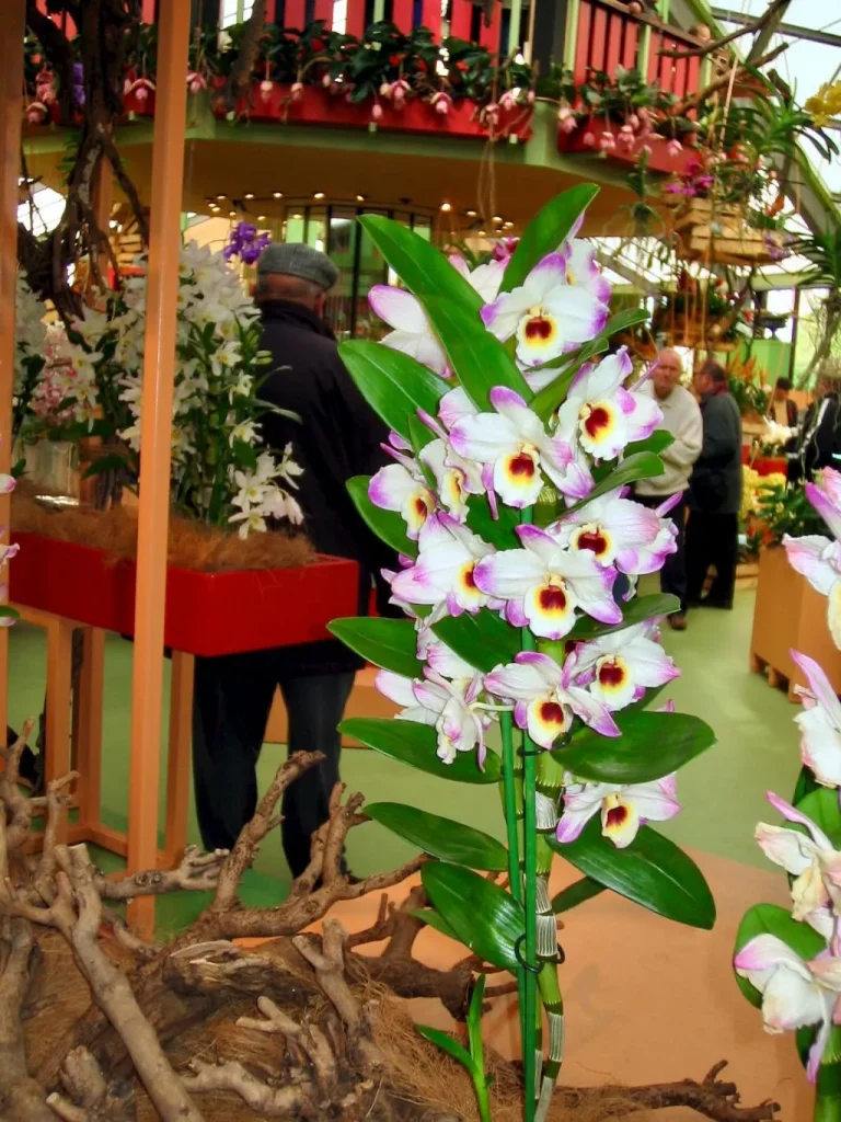 Orchids at Keukenhof-9 - Online Flower Garden The 2006 Orchid Show at Keukenhof