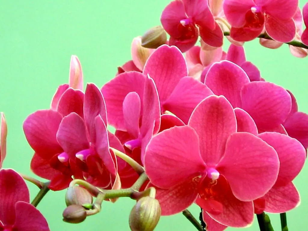 Phalaenopsis Orchids at Keukenhof - Online Flower Garden PhalaenopsisThe 2006 Orchid Show at Keukenhof
