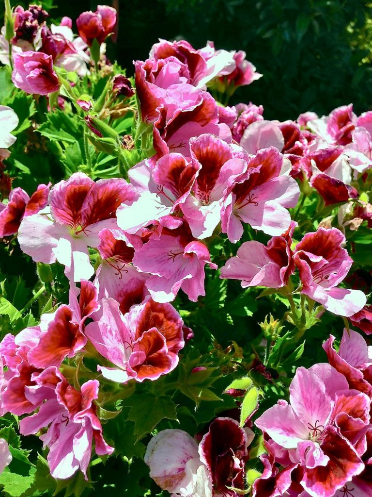 Pelargonium or Geranium Regal Elegance™ Purple Majesty