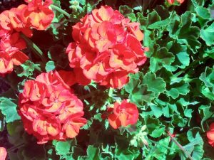 Pelargonium or Geranium
