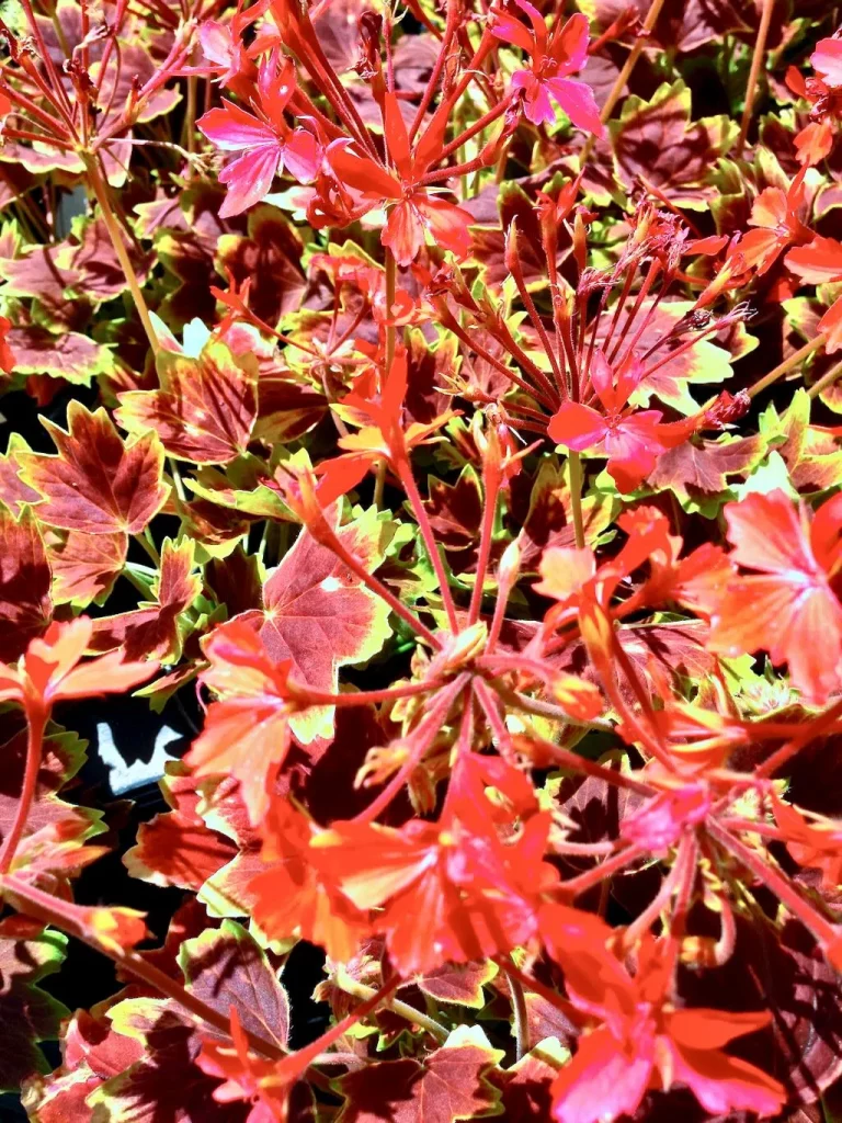 Pelargonium ‘Vancouver Centennial’