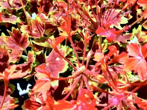 Pelargonium ‘Vancouver Centennial’