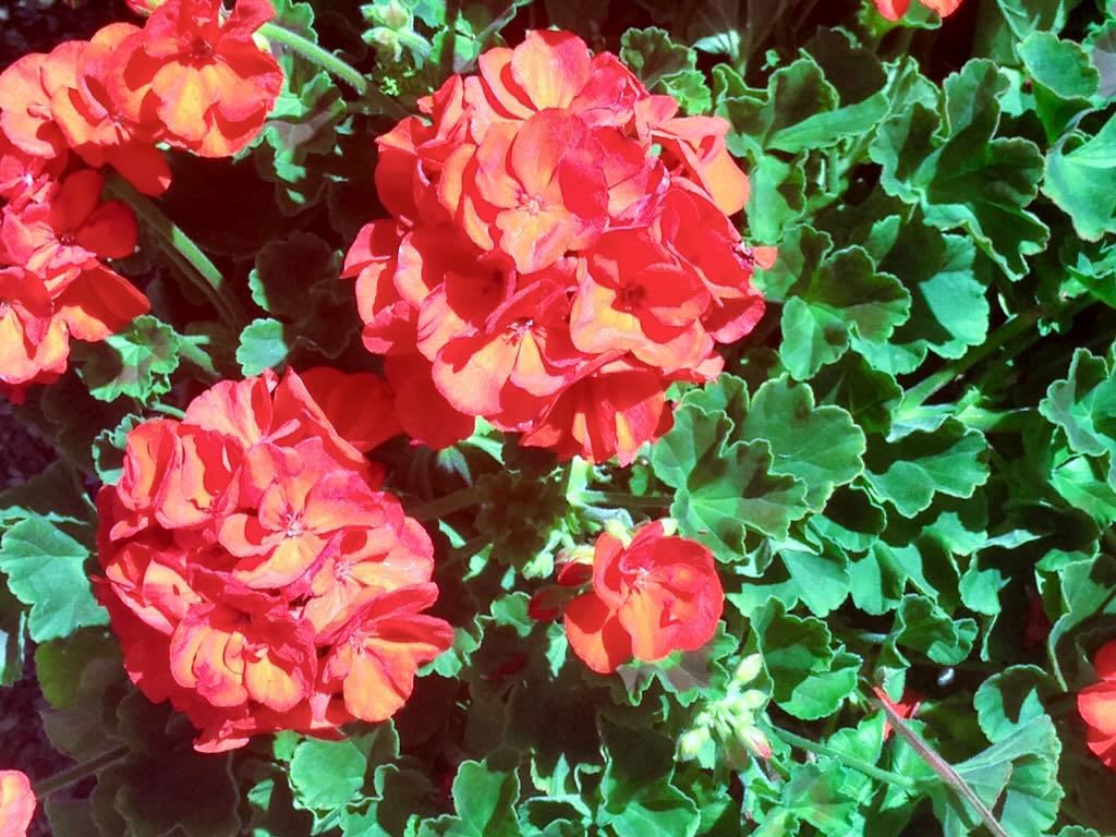 Pelargonium or Geranium