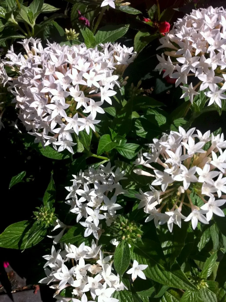 Pentas lanceolata