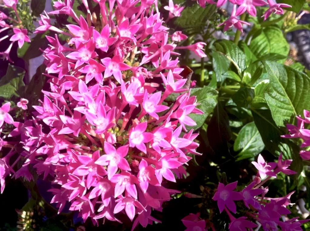 Pentas lanceolata