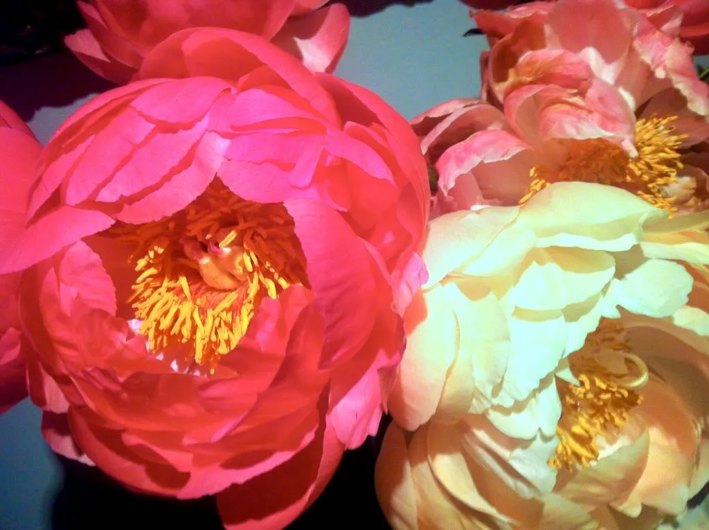 Cut Peonies in Spring