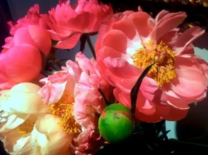 Cut Peonies in Spring