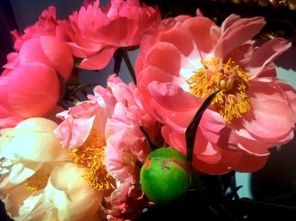 Cut Peonies in Spring