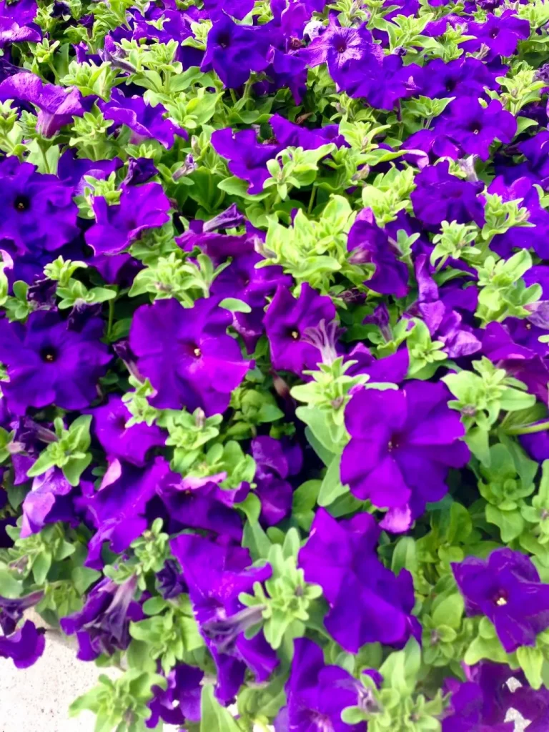 Petunia'Madness® Mid-Blue'