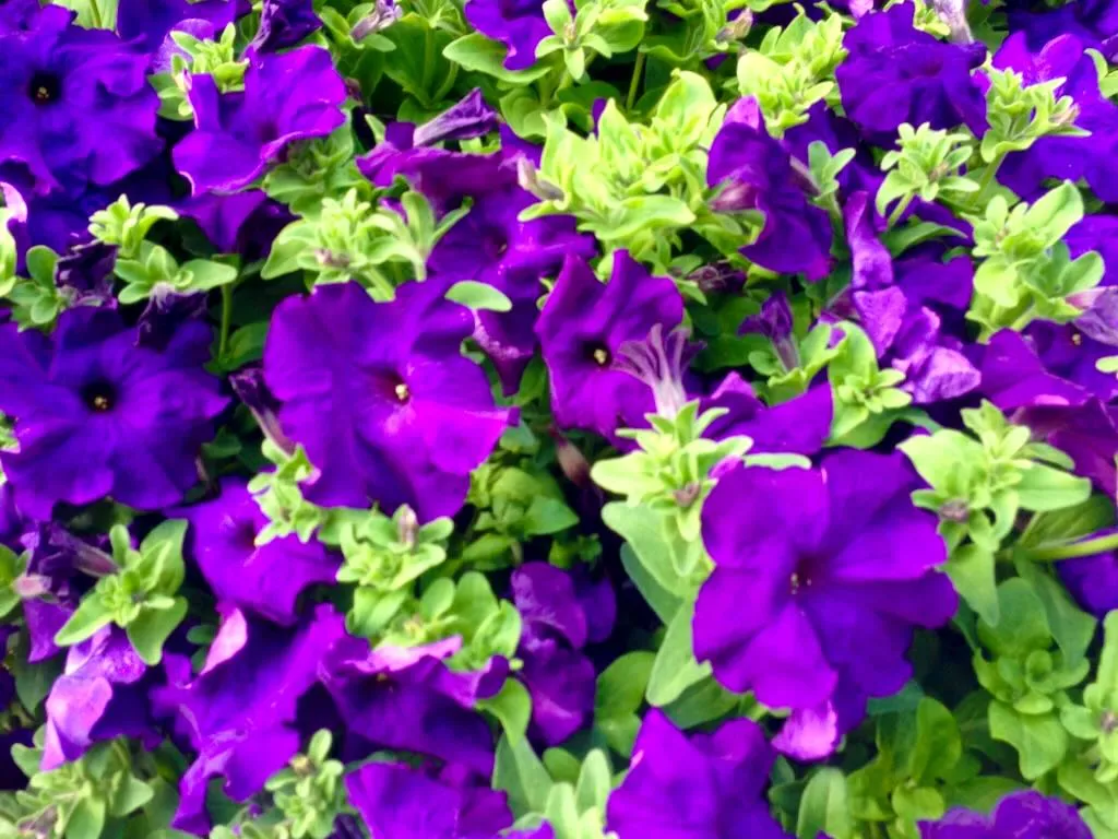 Petunia 'Madness® Mid-Blue'