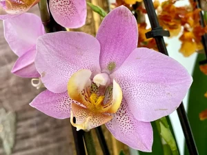 Phalaenopsis or Moth Orchid