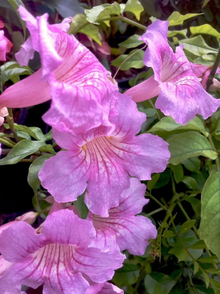 Podranea ricasoliana-1 - Online Flower Garden Pink Trumpet Vine or Podranea ricasoliana