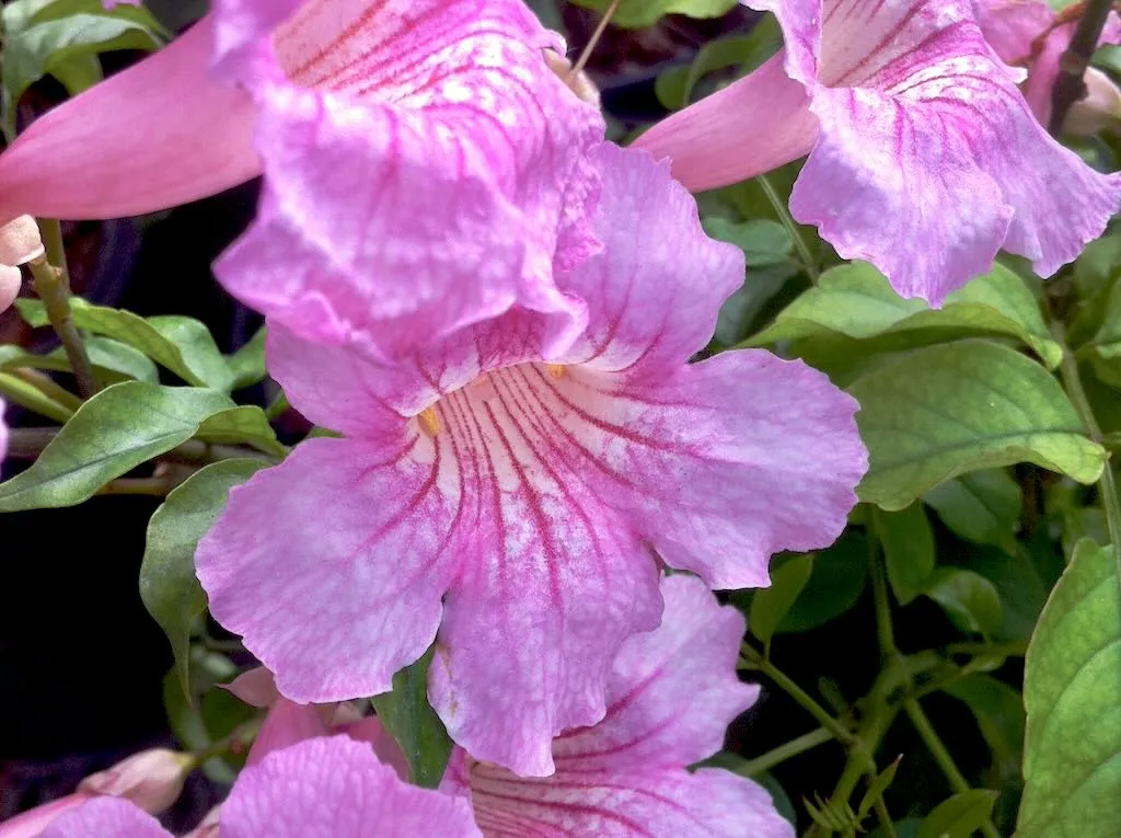 Podranea ricasoliana - Online Flower Garden Pink Trumpet Vine or Podranea ricasoliana