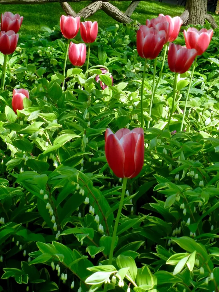 Bleeding Heart or Lamprocapnos spectabilis