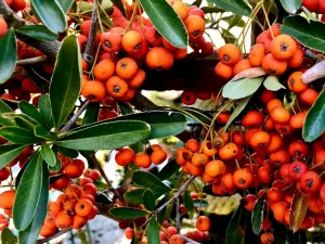 Pyracantha koidzumii 'Santa Cruz'