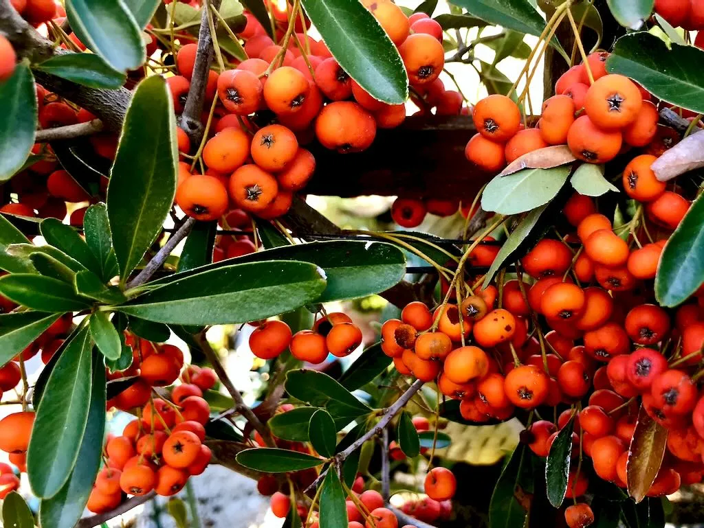 Pyracantha koidzumii 'Santa Cruz'