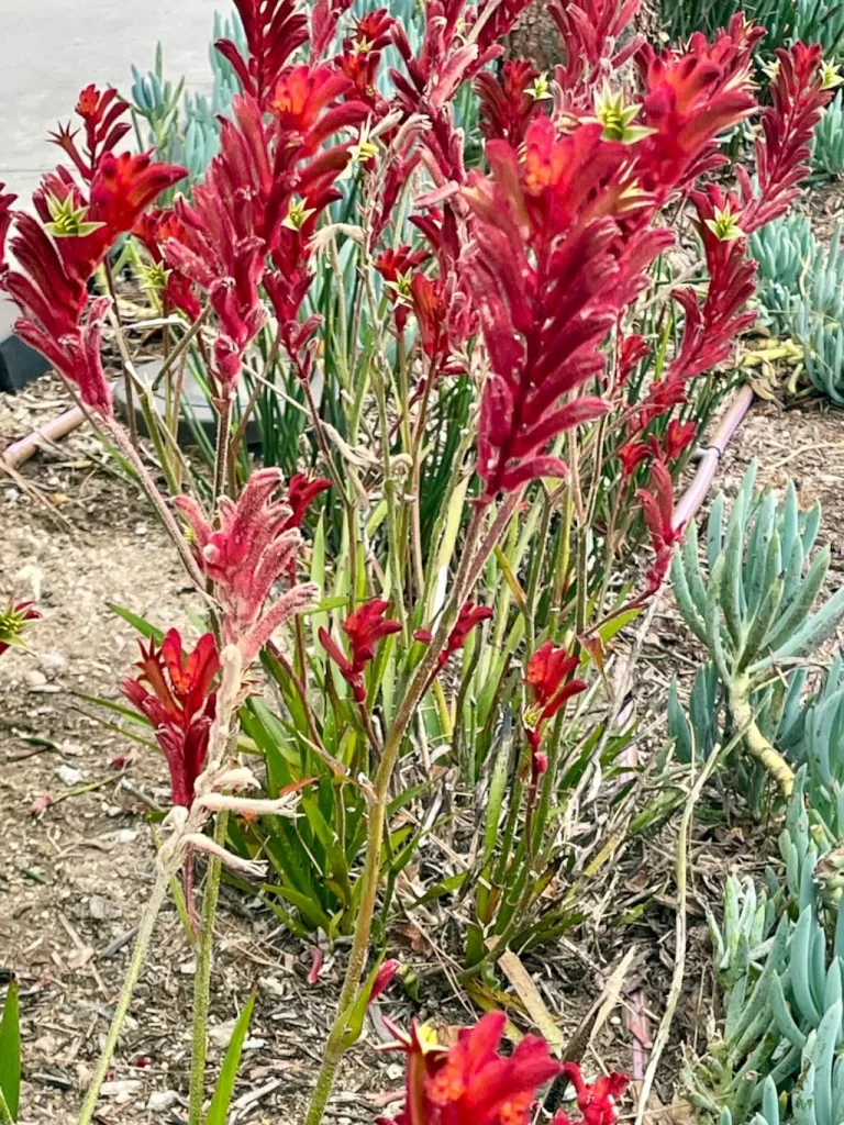 Red Anigozanthos - Kangaroo Paw - Online Flower Garden Anigozanthos - Kangaroo Paw