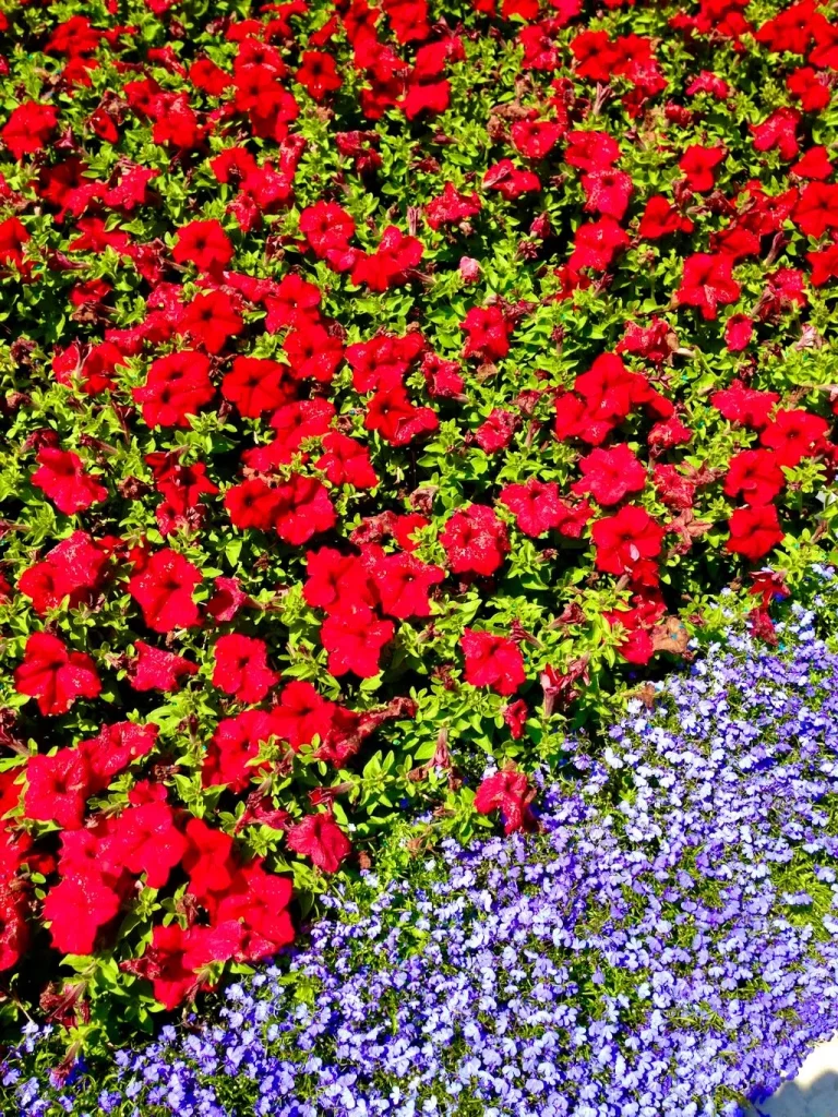 Red Petunia and Purple Lobelia