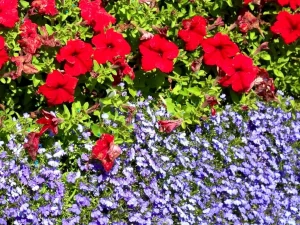 Red Petunia and Purple Lobelia