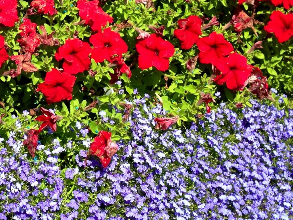 Red Petunia and Purple Lobelia