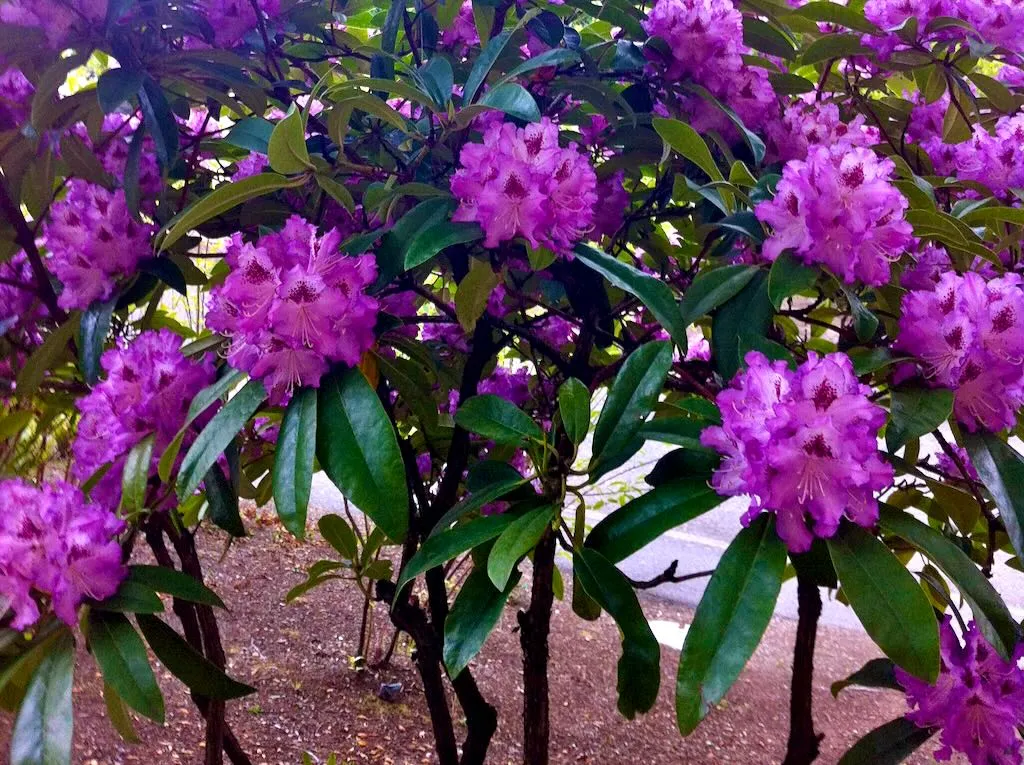 Rhododendrons in Bellevue, Washington, USA