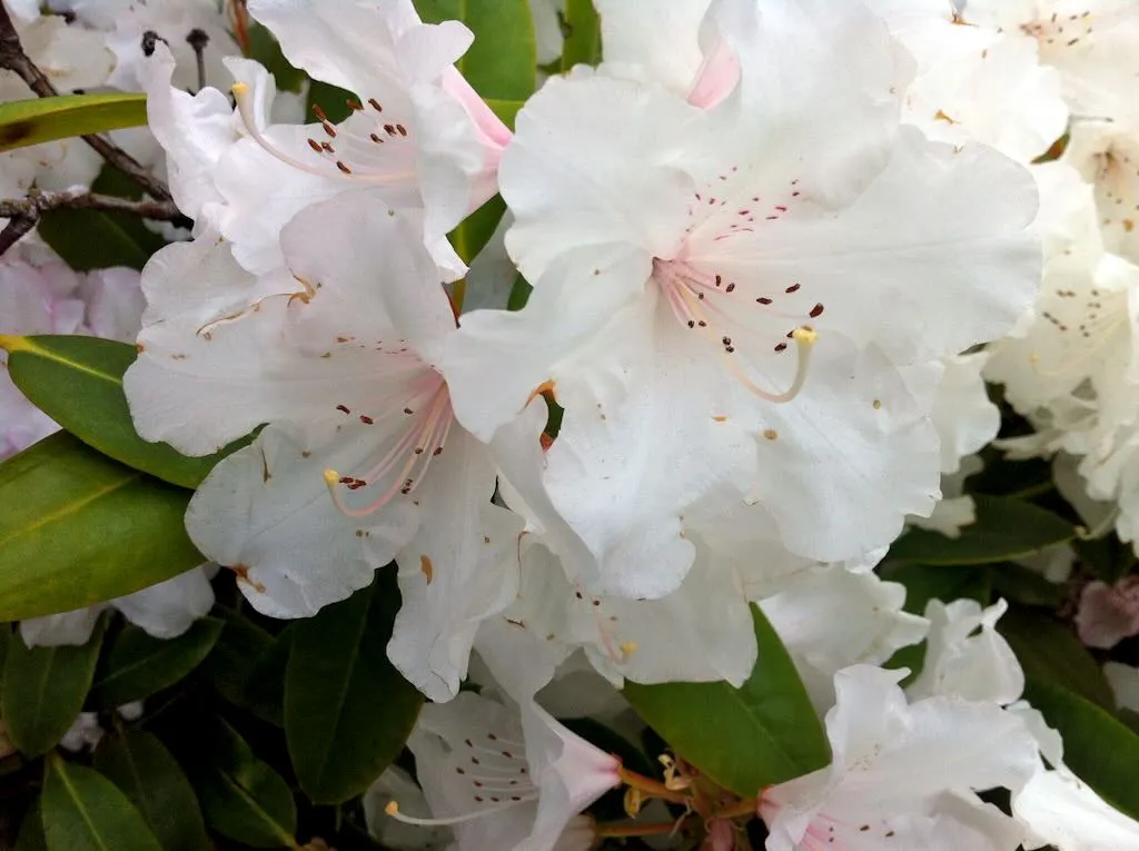 Rhododendrons in Bellevue, Washington, USA