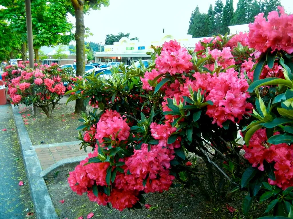 Rhododendrons in Bellevue, Washington, USA