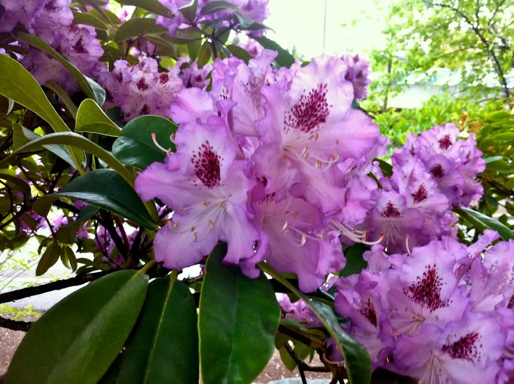 Rhododendrons in Bellevue, Washington, USA
