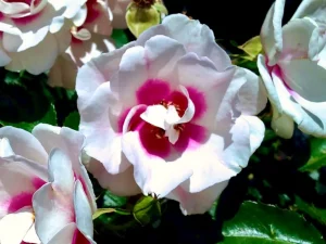 Rosa 'Bull's Eye'