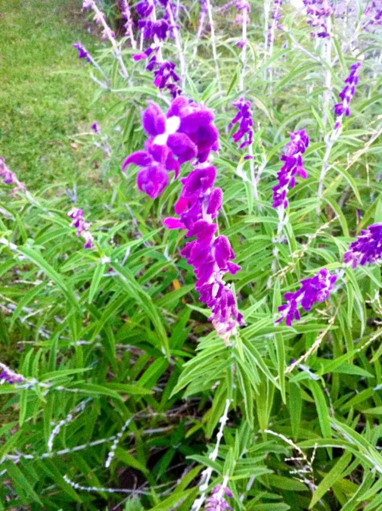 Salvia leucantha-1 - Online Flower Garden Mexican Sage - Salvia leucantha