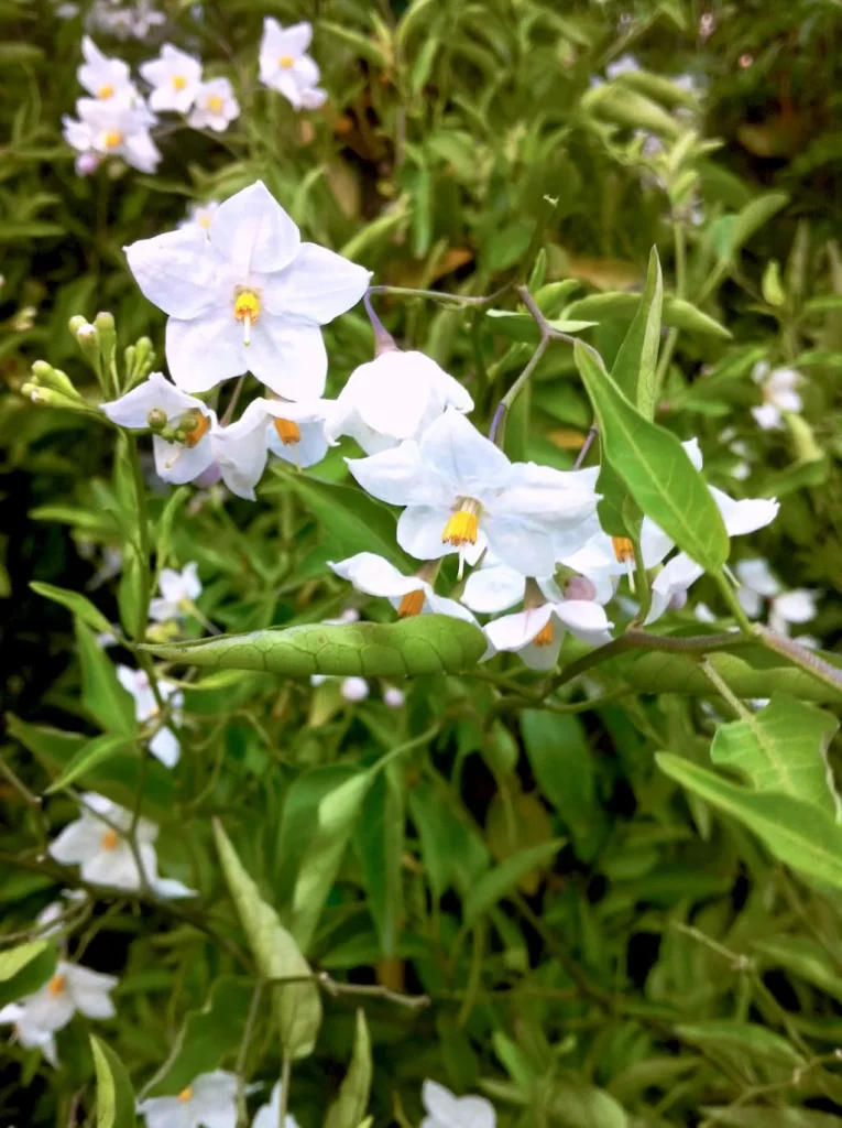 Potato Vine or Solanum jasminoides