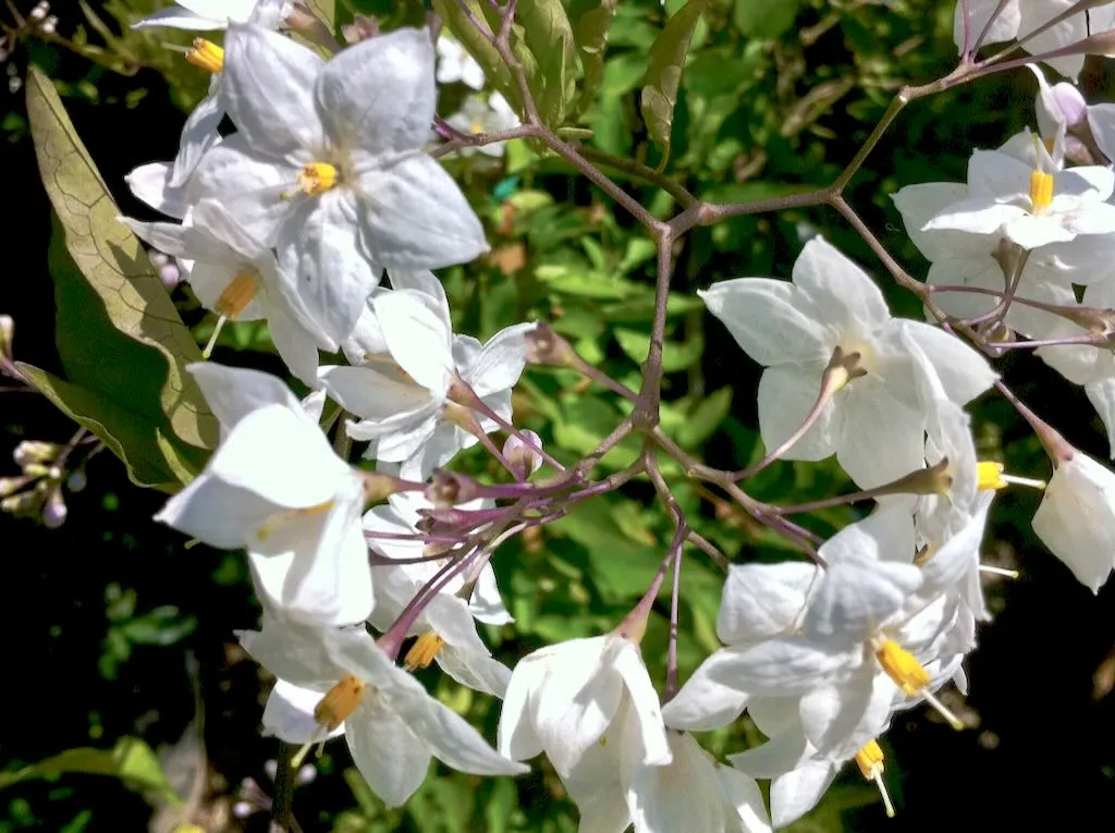 Solanaceae Potato Vine or Solanum jasminoides