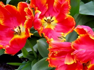 Red and Yellow Tulips from Holland