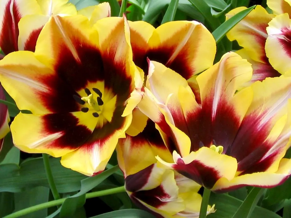 Tulips from Holland-2 - Online Flower Garden Tulips from Holland