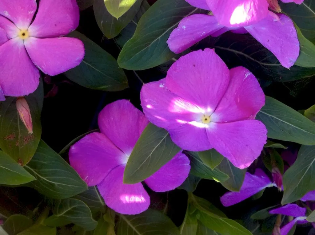 Vinca or Catharanthus Roseus-1 - Online Flower Garden Vinca or Catharanthus Roseus