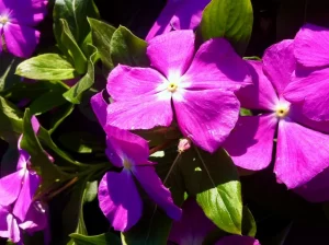 Vinca or Catharanthus Roseus